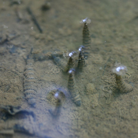 Diptera (Unidentified Aquatic Fly Larvae) Segmented, aquatic larva positioning anal spiracles above water for breathing. Around 30mm length. I saw these last year as well, but I'm still unsure what genus or species these are!

Habitat:

In a vernal pool with fine sediment from the dirt road. Steep hillside nearby. Surrounded by dense mixed hardwood forest.

https://www.jungledragon.com/image/61968/diptera_unidentified_aquatic_fly_larvae.html
Video of movement from last year: 
https://vimeo.com/230282296 Geotagged,Spring,United States