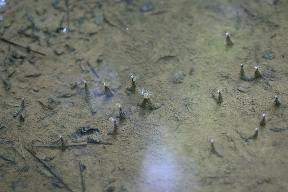 Diptera (Unidentified Aquatic Fly Larvae) Segmented, aquatic larva positioning anal spiracles above water for breathing. Around 30mm length. I saw these last year as well, but I&#039;m still unsure what genus or species these are!<br />
<br />
Habitat:<br />
<br />
In a vernal pool with fine sediment from the dirt road. Steep hillside nearby. Surrounded by dense mixed hardwood forest.<br />
<br />
<figure class="photo"><a href="https://www.jungledragon.com/image/61967/diptera_unidentified_aquatic_fly_larvae.html" title="Diptera (Unidentified Aquatic Fly Larvae)"><img src="https://s3.amazonaws.com/media.jungledragon.com/images/3231/61967_thumb.jpg?AWSAccessKeyId=05GMT0V3GWVNE7GGM1R2&Expires=1759968010&Signature=uDoAFyyYpxeooK3veGg1LQpYaYk%3D" width="200" height="200" alt="Diptera (Unidentified Aquatic Fly Larvae) Segmented, aquatic larva positioning anal spiracles above water for breathing. Around 30mm length. I saw these last year as well, but I&#039;m still unsure what genus or species these are!<br />
<br />
Habitat:<br />
<br />
In a vernal pool with fine sediment from the dirt road. Steep hillside nearby. Surrounded by dense mixed hardwood forest.<br />
<br />
https://www.jungledragon.com/image/61968/diptera_unidentified_aquatic_fly_larvae.html<br />
Video of movement from last year: <br />
https://vimeo.com/230282296 Geotagged,Spring,United States" /></a></figure><br />
Video of movement from last year: <br />
<section class="video"><iframe width="448" height="252" src="https://player.vimeo.com/video/230282296?title=0&byline=0&portrait=0" frameborder="0"></iframe></section> Geotagged,Spring,United States