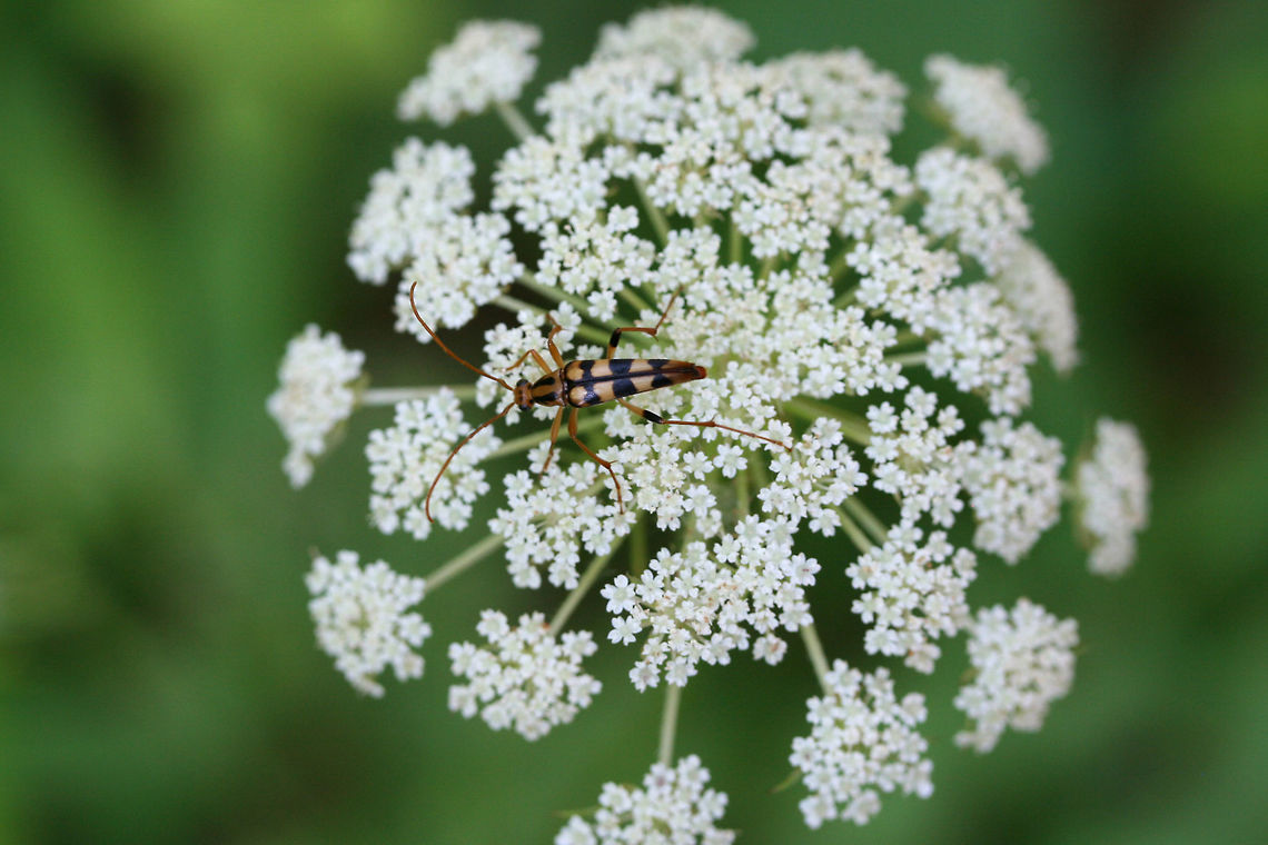 Yellow-horned Lepture (Strangalia luteicornis) On Queen Anne&#039;s Lace (Daucus carota) at the edge of a dirt road clearing in a dense mixed hardwood/coniferous forest in NW Georgia (Gordon County), US. Geotagged,Spring,Strangalia luteicornis,United States