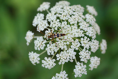 Yellow-horned Lepture (Strangalia luteicornis) On Queen Anne's Lace (Daucus carota) at the edge of a dirt road clearing in a dense mixed hardwood/coniferous forest in NW Georgia (Gordon County), US. Geotagged,Spring,Strangalia luteicornis,United States