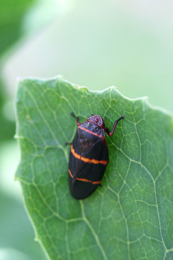 Two-lined Spittlebug (Prosapia bicincta) In a garden in NE Alabama (Etowah County). Geotagged,Prosapia bicincta,Summer,Two-lined spittlebug,United States