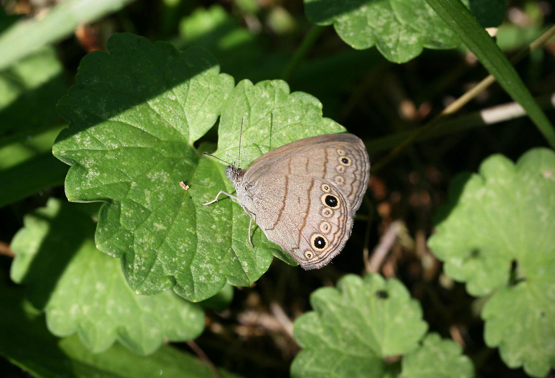 Carolina Satyr (Hermeuptychia sosybius) In an overgrown backyard habitat in NW Georgia (Gordon County), US.<br />
<figure class="photo"><a href="https://www.jungledragon.com/image/61975/carolina_satyr_hermeuptychia_sosybius.html" title="Carolina Satyr (Hermeuptychia sosybius)"><img src="https://s3.amazonaws.com/media.jungledragon.com/images/3231/61975_thumb.jpg?AWSAccessKeyId=05GMT0V3GWVNE7GGM1R2&Expires=1759968010&Signature=e5w8aRFjQ9EFIU0nI47tWMsZbOo%3D" width="200" height="134" alt="Carolina Satyr (Hermeuptychia sosybius) In an overgrown backyard habitat in NW Georgia (Gordon County), US.<br />
https://www.jungledragon.com/image/61974/carolina_satyr_hermeuptychia_sosybius.html Carolina Satyr,Geotagged,Hermeuptychia sosybius,Spring,United States" /></a></figure> Carolina Satyr,Geotagged,Hermeuptychia sosybius,Spring,United States