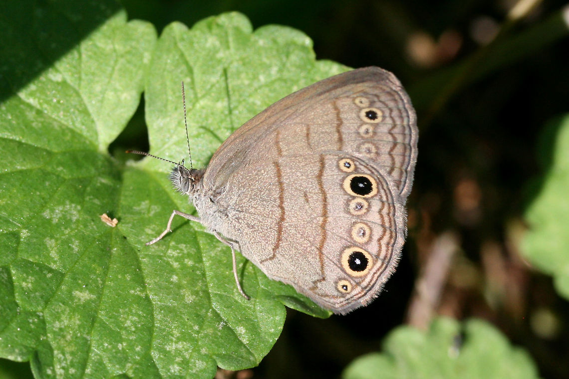 Carolina Satyr (Hermeuptychia sosybius) In an overgrown backyard habitat in NW Georgia (Gordon County), US.<br />
<figure class="photo"><a href="https://www.jungledragon.com/image/61974/carolina_satyr_hermeuptychia_sosybius.html" title="Carolina Satyr (Hermeuptychia sosybius)"><img src="https://s3.amazonaws.com/media.jungledragon.com/images/3231/61974_thumb.jpg?AWSAccessKeyId=05GMT0V3GWVNE7GGM1R2&Expires=1769040010&Signature=bsxT%2BJhP4jHhUt%2FrHKVMzkaCouY%3D" width="200" height="138" alt="Carolina Satyr (Hermeuptychia sosybius) In an overgrown backyard habitat in NW Georgia (Gordon County), US.<br />
https://www.jungledragon.com/image/61975/carolina_satyr_hermeuptychia_sosybius.html Carolina Satyr,Geotagged,Hermeuptychia sosybius,Spring,United States" /></a></figure> Carolina Satyr,Geotagged,Hermeuptychia sosybius,Spring,United States