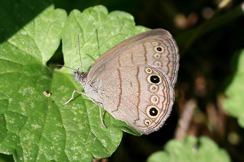Carolina Satyr (Hermeuptychia sosybius) In an overgrown backyard habitat in NW Georgia (Gordon County), US.
https://www.jungledragon.com/image/61974/carolina_satyr_hermeuptychia_sosybius.html Carolina Satyr,Geotagged,Hermeuptychia sosybius,Spring,United States