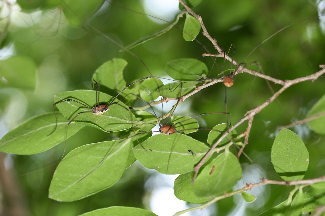 Harvestmen (Leiobunum verrucosum) Two males following a female on the undersides of leaves on a small tree in a dense mixed hardwood/coniferous forest understory. Geotagged,Leiobunum verrucosum,Spring,United States,verrucosum