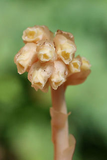 Dutchman's Pipe / Pinesap (Monotropa hypopitys) Growing below mostly pines in a mossy area in a dense mixed hardwood/coniferous forest in NW Georgia (Gordon County), US. June 15, 2018.

Monotropa hypopitys is a nonphotosynthetic, mycoheterotrophic plant that thrives in the dark understories of forests. Because it lacks chlorophyll, it must obtain its nutrients from other sources. It is a parasite on fungi (usually Tricholoma sp.) and an indirect parasite of trees. It obtains nutrients from fungi which are initially obtained from trees. 

https://www.jungledragon.com/image/61981/dutchmans_pipe_pinesap_monotropa_hypopitys.html
https://www.jungledragon.com/image/61984/dutchmans_pipe_pinesap_monotropa_hypopitys.html Dutchman's pipe,Geotagged,Monotropa hypopitys,Spring,United States