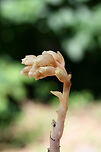 Dutchman's Pipe / Pinesap (Monotropa hypopitys) Growing below mostly pines in a mossy area in a dense mixed hardwood/coniferous forest in NW Georgia (Gordon County), US. June 15, 2018.<br />
<br />
Monotropa hypopitys is a nonphotosynthetic, mycoheterotrophic plant that thrives in the dark understories of forests. Because it lacks chlorophyll, it must obtain its nutrients from other sources. It is a parasite on fungi (usually Tricholoma sp.) and an indirect parasite of trees. It obtains nutrients from fungi which are initially obtained from trees. <br />
https://www.jungledragon.com/image/61983/dutchmans_pipe_pinesap_monotropa_hypopitys.html<br />
https://www.jungledragon.com/image/61981/dutchmans_pipe_pinesap_monotropa_hypopitys.html Dutchman's pipe,Geotagged,Monotropa hypopitys,Spring,United States