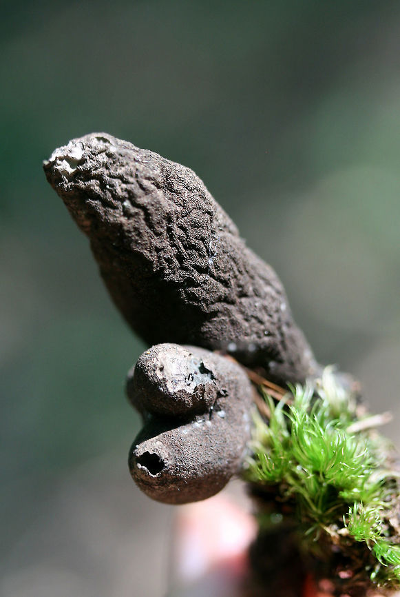 Dead Man's Fingers - (Xylaria polymorpha group) Growing in moss under pines and hardwoods in a dense mixed forest Geotagged,Spring,United States,Xylaria polymorpha