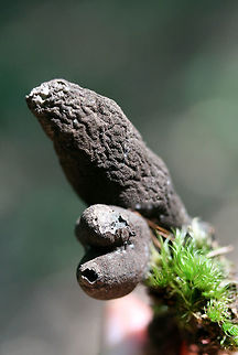 Dead Man's Fingers - (Xylaria polymorpha group) Growing in moss under pines and hardwoods in a dense mixed forest Geotagged,Spring,United States,Xylaria polymorpha