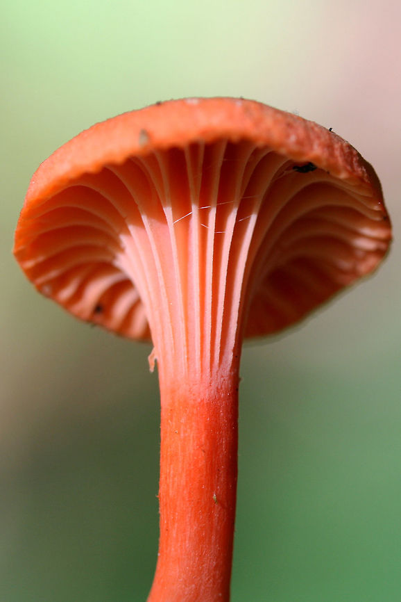 Red Chanterelle (Cantharellus cinnabarinus group) Growing in moss under a Sycamore tree (Platanus occidentalis) by a creek.<br />
<figure class="photo"><a href="https://www.jungledragon.com/image/61990/red_chanterelle_cantharellus_cinnabarinus_group.html" title="Red Chanterelle (Cantharellus cinnabarinus group)"><img src="https://s3.amazonaws.com/media.jungledragon.com/images/3231/61990_thumb.jpg?AWSAccessKeyId=05GMT0V3GWVNE7GGM1R2&Expires=1759968010&Signature=Na2CVrP501Wj%2FT3Z0rXFddxWlbI%3D" width="200" height="134" alt="Red Chanterelle (Cantharellus cinnabarinus group) Growing in moss under a Sycamore tree (Platanus occidentalis) by a creek.<br />
https://www.jungledragon.com/image/61989/red_chanterelle_cantharellus_cinnabarinus_group.html<br />
https://www.jungledragon.com/image/61991/red_chanterelles_cantharellus_cinnabarinus_group.html Cantharellus cinnabarinus,Geotagged,Summer,United States" /></a></figure><br />
<figure class="photo"><a href="https://www.jungledragon.com/image/61991/red_chanterelles_cantharellus_cinnabarinus_group.html" title="Red Chanterelles (Cantharellus cinnabarinus group)"><img src="https://s3.amazonaws.com/media.jungledragon.com/images/3231/61991_thumb.jpg?AWSAccessKeyId=05GMT0V3GWVNE7GGM1R2&Expires=1759968010&Signature=YH7tFwywH5jzZiljbcy2m7Pmaag%3D" width="102" height="152" alt="Red Chanterelles (Cantharellus cinnabarinus group) Growing in moss under a Sycamore tree (Platanus occidentalis) by a creek.<br />
https://www.jungledragon.com/image/61989/red_chanterelle_cantharellus_cinnabarinus_group.html<br />
https://www.jungledragon.com/image/61990/red_chanterelle_cantharellus_cinnabarinus_group.html Cantharellus cinnabarinus,Geotagged,Summer,United States" /></a></figure> Cantharellus cinnabarinus,Geotagged,Summer,United States