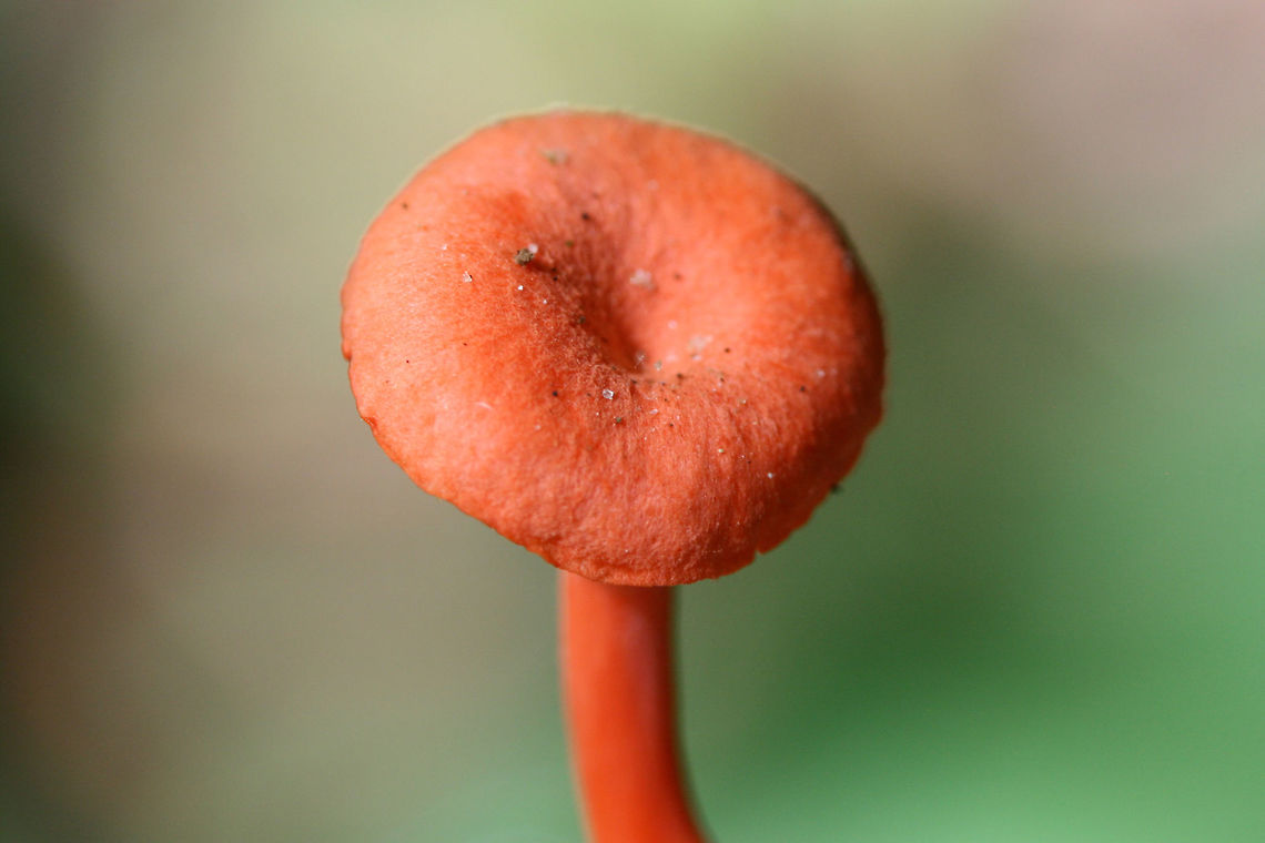 Red Chanterelle (Cantharellus cinnabarinus group) Growing in moss under a Sycamore tree (Platanus occidentalis) by a creek.<br />
<figure class="photo"><a href="https://www.jungledragon.com/image/61989/red_chanterelle_cantharellus_cinnabarinus_group.html" title="Red Chanterelle (Cantharellus cinnabarinus group)"><img src="https://s3.amazonaws.com/media.jungledragon.com/images/3231/61989_thumb.jpg?AWSAccessKeyId=05GMT0V3GWVNE7GGM1R2&Expires=1767225610&Signature=RsAXj0nHIAWGO9hqXQLXxYLozIo%3D" width="102" height="152" alt="Red Chanterelle (Cantharellus cinnabarinus group) Growing in moss under a Sycamore tree (Platanus occidentalis) by a creek.<br />
https://www.jungledragon.com/image/61990/red_chanterelle_cantharellus_cinnabarinus_group.html<br />
https://www.jungledragon.com/image/61991/red_chanterelles_cantharellus_cinnabarinus_group.html Cantharellus cinnabarinus,Geotagged,Summer,United States" /></a></figure><br />
<figure class="photo"><a href="https://www.jungledragon.com/image/61991/red_chanterelles_cantharellus_cinnabarinus_group.html" title="Red Chanterelles (Cantharellus cinnabarinus group)"><img src="https://s3.amazonaws.com/media.jungledragon.com/images/3231/61991_thumb.jpg?AWSAccessKeyId=05GMT0V3GWVNE7GGM1R2&Expires=1767225610&Signature=PgpwoX4YKnHt7nWW0pwMzkVSDcE%3D" width="102" height="152" alt="Red Chanterelles (Cantharellus cinnabarinus group) Growing in moss under a Sycamore tree (Platanus occidentalis) by a creek.<br />
https://www.jungledragon.com/image/61989/red_chanterelle_cantharellus_cinnabarinus_group.html<br />
https://www.jungledragon.com/image/61990/red_chanterelle_cantharellus_cinnabarinus_group.html Cantharellus cinnabarinus,Geotagged,Summer,United States" /></a></figure> Cantharellus cinnabarinus,Geotagged,Summer,United States