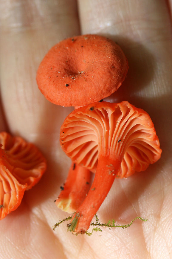 Red Chanterelles (Cantharellus cinnabarinus group) Growing in moss under a Sycamore tree (Platanus occidentalis) by a creek.<br />
<figure class="photo"><a href="https://www.jungledragon.com/image/61989/red_chanterelle_cantharellus_cinnabarinus_group.html" title="Red Chanterelle (Cantharellus cinnabarinus group)"><img src="https://s3.amazonaws.com/media.jungledragon.com/images/3231/61989_thumb.jpg?AWSAccessKeyId=05GMT0V3GWVNE7GGM1R2&Expires=1767225610&Signature=RsAXj0nHIAWGO9hqXQLXxYLozIo%3D" width="102" height="152" alt="Red Chanterelle (Cantharellus cinnabarinus group) Growing in moss under a Sycamore tree (Platanus occidentalis) by a creek.<br />
https://www.jungledragon.com/image/61990/red_chanterelle_cantharellus_cinnabarinus_group.html<br />
https://www.jungledragon.com/image/61991/red_chanterelles_cantharellus_cinnabarinus_group.html Cantharellus cinnabarinus,Geotagged,Summer,United States" /></a></figure><br />
<figure class="photo"><a href="https://www.jungledragon.com/image/61990/red_chanterelle_cantharellus_cinnabarinus_group.html" title="Red Chanterelle (Cantharellus cinnabarinus group)"><img src="https://s3.amazonaws.com/media.jungledragon.com/images/3231/61990_thumb.jpg?AWSAccessKeyId=05GMT0V3GWVNE7GGM1R2&Expires=1767225610&Signature=1BoAKrVr6Ph0F8e1p8LPviw6Amk%3D" width="200" height="134" alt="Red Chanterelle (Cantharellus cinnabarinus group) Growing in moss under a Sycamore tree (Platanus occidentalis) by a creek.<br />
https://www.jungledragon.com/image/61989/red_chanterelle_cantharellus_cinnabarinus_group.html<br />
https://www.jungledragon.com/image/61991/red_chanterelles_cantharellus_cinnabarinus_group.html Cantharellus cinnabarinus,Geotagged,Summer,United States" /></a></figure> Cantharellus cinnabarinus,Geotagged,Summer,United States