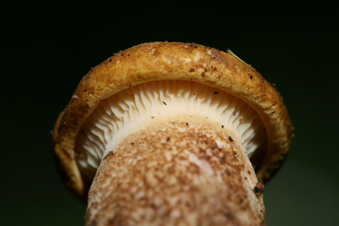Velvet Rollrim (Tapinella atrotomentosa) Immature fruiting body growing at the base of a pine (on bark) in a dense mixed hardwood/coniferous forest in NW Georgia (Gordon County), US. Geotagged,Summer,Tapinella atrotomentosa,United States,Velvet roll-rim