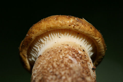 Velvet Rollrim (Tapinella atrotomentosa) Immature fruiting body growing at the base of a pine (on bark) in a dense mixed hardwood/coniferous forest in NW Georgia (Gordon County), US. Geotagged,Summer,Tapinella atrotomentosa,United States,Velvet roll-rim