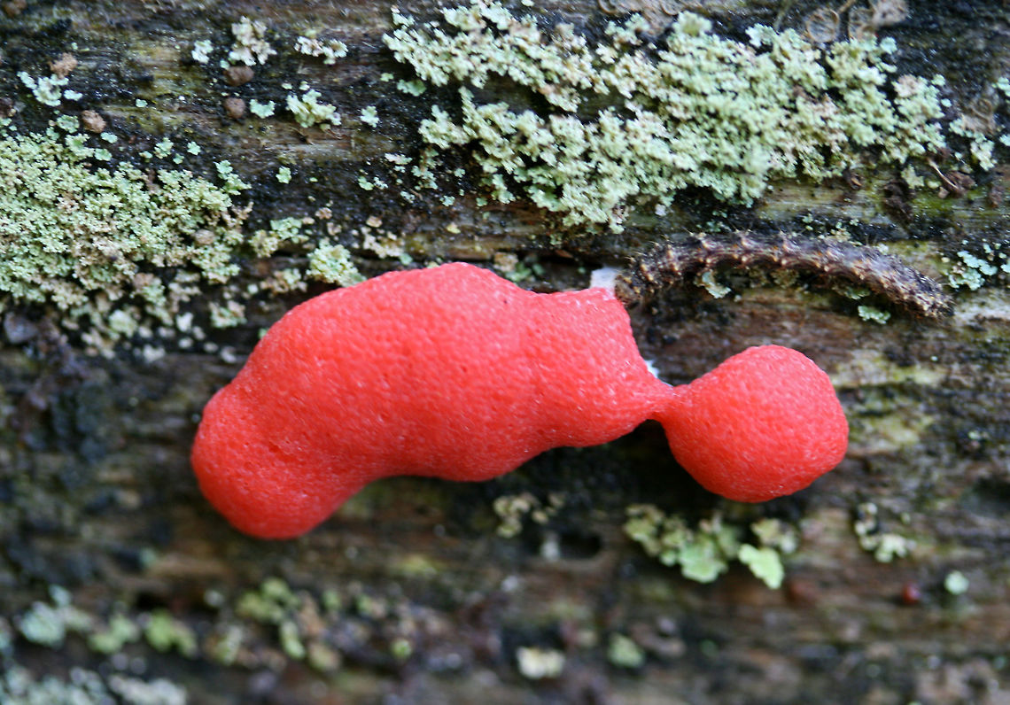 Slime Mold (Dictydiaethalium plumbeum) Growing on highly rotted pine at a dirt road clearing in a dense mixed hardwood/coniferous forest in NW Georgia (Gordon County), US.<br />
<figure class="photo"><a href="https://www.jungledragon.com/image/62034/slime_mold_dictydiaethalium_plumbeum.html" title="Slime Mold (Dictydiaethalium plumbeum)"><img src="https://s3.amazonaws.com/media.jungledragon.com/images/3231/62034_thumb.jpg?AWSAccessKeyId=05GMT0V3GWVNE7GGM1R2&Expires=1759968010&Signature=X4Al3%2FUgPBhNDBRDltl7r6AwsLs%3D" width="200" height="134" alt="Slime Mold (Dictydiaethalium plumbeum) Growing on highly rotted pine at a dirt road clearing in a dense mixed hardwood/coniferous forest in NW Georgia (Gordon County), US.<br />
https://www.jungledragon.com/image/62033/dictydiaethalium_plumbeum.html Dictydiaethalium plumbeum,Geotagged,Spring,United States" /></a></figure> Dictydiaethalium plumbeum,Geotagged,Spring,United States