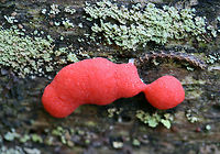Slime Mold (Dictydiaethalium plumbeum) Growing on highly rotted pine at a dirt road clearing in a dense mixed hardwood/coniferous forest in NW Georgia (Gordon County), US.<br />
https://www.jungledragon.com/image/62034/dictydiaethalium_plumbeum.html Dictydiaethalium plumbeum,Geotagged,Spring,United States