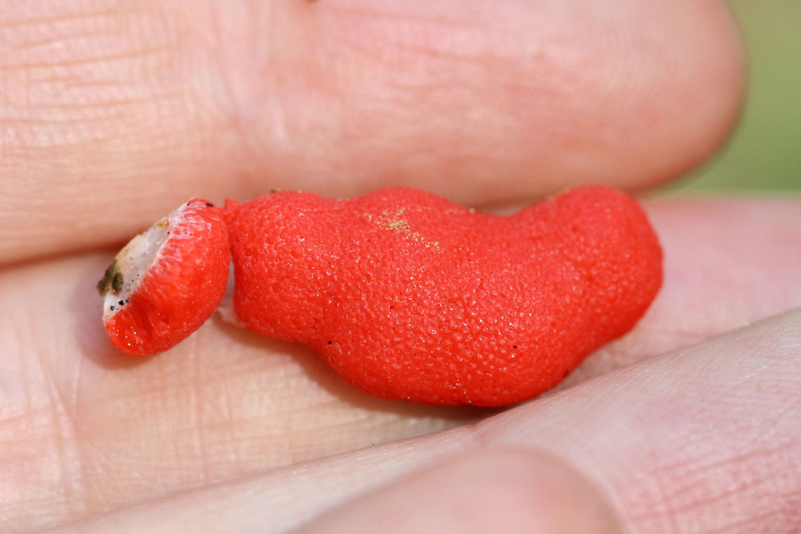 Slime Mold (Dictydiaethalium plumbeum) Growing on highly rotted pine at a dirt road clearing in a dense mixed hardwood/coniferous forest in NW Georgia (Gordon County), US.<br />
<figure class="photo"><a href="https://www.jungledragon.com/image/62033/slime_mold_dictydiaethalium_plumbeum.html" title="Slime Mold (Dictydiaethalium plumbeum)"><img src="https://s3.amazonaws.com/media.jungledragon.com/images/3231/62033_thumb.jpg?AWSAccessKeyId=05GMT0V3GWVNE7GGM1R2&Expires=1767225610&Signature=91POEF8pbt6MFBXP04HQBop1NE0%3D" width="200" height="140" alt="Slime Mold (Dictydiaethalium plumbeum) Growing on highly rotted pine at a dirt road clearing in a dense mixed hardwood/coniferous forest in NW Georgia (Gordon County), US.<br />
https://www.jungledragon.com/image/62034/dictydiaethalium_plumbeum.html Dictydiaethalium plumbeum,Geotagged,Spring,United States" /></a></figure> Dictydiaethalium plumbeum,Geotagged,Spring,United States