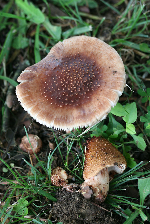 Eastern American Blusher (Amanita amerirubescens group) Growing below mostly pines in a wooded area of a public park in NW Georgia (Floyd County), US.<br />
<figure class="photo"><a href="https://www.jungledragon.com/image/62037/eastern_american_blusher_amanita_amerirubescens_group.html" title="Eastern American Blusher (Amanita amerirubescens group)"><img src="https://s3.amazonaws.com/media.jungledragon.com/images/3231/62037_thumb.jpg?AWSAccessKeyId=05GMT0V3GWVNE7GGM1R2&Expires=1759968010&Signature=gv3iGdk4y%2Bzldp1%2BwYTcianXSlg%3D" width="102" height="152" alt="Eastern American Blusher (Amanita amerirubescens group) Growing below mostly pines in a wooded area of a public park in NW Georgia (Floyd County), US.<br />
https://www.jungledragon.com/image/62036/eastern_american_blusher_amanita_amerirubescens_group.html Amanita amerirubescens,Eastern American Blusher,Geotagged,Spring,United States" /></a></figure> Amanita amerirubescens,Eastern American Blusher,Geotagged,Spring,United States