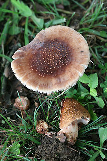 Eastern American Blusher (Amanita amerirubescens group) Growing below mostly pines in a wooded area of a public park in NW Georgia (Floyd County), US.
https://www.jungledragon.com/image/62037/eastern_american_blusher_amanita_amerirubescens_group.html Amanita amerirubescens,Eastern American Blusher,Geotagged,Spring,United States