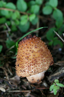 Eastern American Blusher (Amanita amerirubescens group) Growing below mostly pines in a wooded area of a public park in NW Georgia (Floyd County), US.
https://www.jungledragon.com/image/62036/eastern_american_blusher_amanita_amerirubescens_group.html Amanita amerirubescens,Eastern American Blusher,Geotagged,Spring,United States