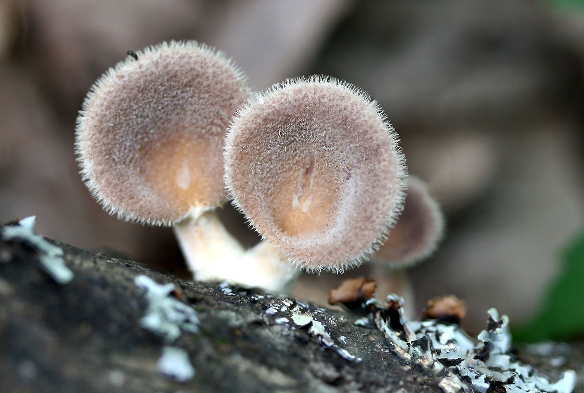 Panus lecomtei Growing on fallen hardwood at the top of a ridge at the edge of a dense mixed hardwood/coniferous forest in NW Georgia (Gordon County), US.<br />
<figure class="photo"><a href="https://www.jungledragon.com/image/62044/panus_lecomtei.html" title="Panus lecomtei"><img src="https://s3.amazonaws.com/media.jungledragon.com/images/3231/62044_thumb.jpg?AWSAccessKeyId=05GMT0V3GWVNE7GGM1R2&Expires=1759968010&Signature=pp2v0nlFKN57ZLMuSG%2FIgJuHpcg%3D" width="104" height="152" alt="Panus lecomtei Growing on fallen hardwood at the top of a ridge at the edge of a dense mixed hardwood/coniferous forest in NW Georgia (Gordon County), US.<br />
https://www.jungledragon.com/image/62042/panus_lecomtei.html<br />
https://www.jungledragon.com/image/62046/panus_lecomtei.html Geotagged,Panus lecomtei,Summer,United States" /></a></figure><br />
<figure class="photo"><a href="https://www.jungledragon.com/image/62046/panus_lecomtei.html" title="Panus lecomtei"><img src="https://s3.amazonaws.com/media.jungledragon.com/images/3231/62046_thumb.jpg?AWSAccessKeyId=05GMT0V3GWVNE7GGM1R2&Expires=1759968010&Signature=R%2Bsk%2F6MFs7AY9vGR2F0zpHHdk7U%3D" width="200" height="134" alt="Panus lecomtei Growing on fallen hardwood at the top of a ridge at the edge of a dense mixed hardwood/coniferous forest in NW Georgia (Gordon County), US.<br />
https://www.jungledragon.com/image/62042/panus_lecomtei.html<br />
https://www.jungledragon.com/image/62044/panus_lecomtei.html Geotagged,Panus lecomtei,Summer,United States" /></a></figure> Geotagged,Panus lecomtei,Summer,United States