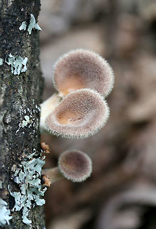 Panus lecomtei Growing on fallen hardwood at the top of a ridge at the edge of a dense mixed hardwood/coniferous forest in NW Georgia (Gordon County), US.
https://www.jungledragon.com/image/62042/panus_lecomtei.html
https://www.jungledragon.com/image/62046/panus_lecomtei.html Geotagged,Panus lecomtei,Summer,United States