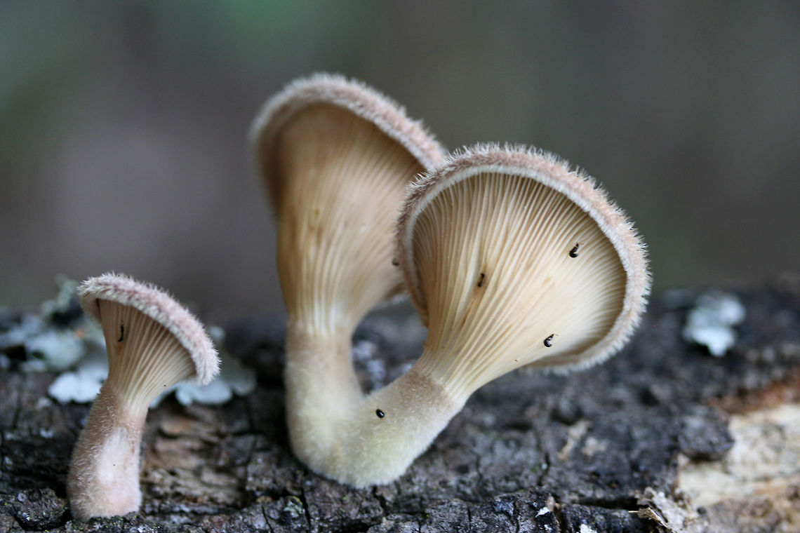 Panus lecomtei Growing on fallen hardwood at the top of a ridge at the edge of a dense mixed hardwood/coniferous forest in NW Georgia (Gordon County), US.<br />
<figure class="photo"><a href="https://www.jungledragon.com/image/62042/panus_lecomtei.html" title="Panus lecomtei"><img src="https://s3.amazonaws.com/media.jungledragon.com/images/3231/62042_thumb.jpg?AWSAccessKeyId=05GMT0V3GWVNE7GGM1R2&Expires=1759968010&Signature=kAAm47QACZUeRgVo0hNP%2B2KrkLY%3D" width="200" height="136" alt="Panus lecomtei Growing on fallen hardwood at the top of a ridge at the edge of a dense mixed hardwood/coniferous forest in NW Georgia (Gordon County), US.<br />
https://www.jungledragon.com/image/62044/panus_lecomtei.html<br />
https://www.jungledragon.com/image/62046/panus_lecomtei.html Geotagged,Panus lecomtei,Summer,United States" /></a></figure><br />
<figure class="photo"><a href="https://www.jungledragon.com/image/62044/panus_lecomtei.html" title="Panus lecomtei"><img src="https://s3.amazonaws.com/media.jungledragon.com/images/3231/62044_thumb.jpg?AWSAccessKeyId=05GMT0V3GWVNE7GGM1R2&Expires=1759968010&Signature=pp2v0nlFKN57ZLMuSG%2FIgJuHpcg%3D" width="104" height="152" alt="Panus lecomtei Growing on fallen hardwood at the top of a ridge at the edge of a dense mixed hardwood/coniferous forest in NW Georgia (Gordon County), US.<br />
https://www.jungledragon.com/image/62042/panus_lecomtei.html<br />
https://www.jungledragon.com/image/62046/panus_lecomtei.html Geotagged,Panus lecomtei,Summer,United States" /></a></figure> Geotagged,Panus lecomtei,Summer,United States