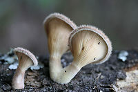 Panus lecomtei Growing on fallen hardwood at the top of a ridge at the edge of a dense mixed hardwood/coniferous forest in NW Georgia (Gordon County), US.<br />
https://www.jungledragon.com/image/62042/panus_lecomtei.html<br />
https://www.jungledragon.com/image/62044/panus_lecomtei.html Geotagged,Panus lecomtei,Summer,United States