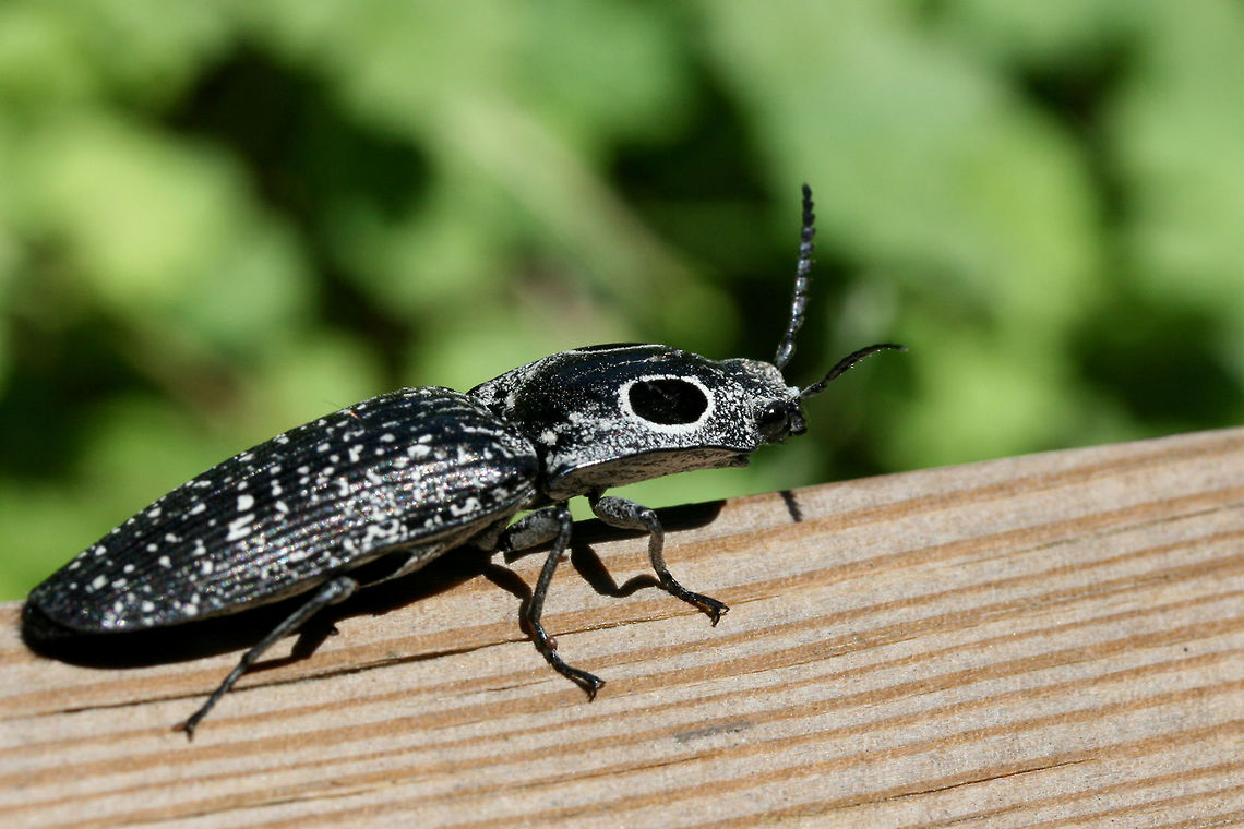 Eastern Eyed Click Beetle (Alaus oculatus) Resting on my front porch (surrounded by an overgrown backyard habitat) in NW Georgia (Gordon County), US.<br />
<figure class="photo"><a href="https://www.jungledragon.com/image/62079/eastern_eyed_click_beetle_alaus_oculatus.html" title="Eastern Eyed Click Beetle (Alaus oculatus)"><img src="https://s3.amazonaws.com/media.jungledragon.com/images/3231/62079_thumb.jpg?AWSAccessKeyId=05GMT0V3GWVNE7GGM1R2&Expires=1767225610&Signature=%2FUP5vgvwV2dkGoV6IXcxmR%2B69h4%3D" width="106" height="152" alt="Eastern Eyed Click Beetle (Alaus oculatus) Resting on my front porch (surrounded by an overgrown backyard habitat) in NW Georgia (Gordon County), US.<br />
https://www.jungledragon.com/image/62077/eastern_eyed_click_beetle_alaus_oculatus.html<br />
https://www.jungledragon.com/image/62080/eastern_eyed_click_beetle_alaus_oculatus.html Alaus oculatus,Eastern Eyed Click Beetle,Geotagged,Summer,United States" /></a></figure><br />
<figure class="photo"><a href="https://www.jungledragon.com/image/62080/eastern_eyed_click_beetle_alaus_oculatus.html" title="Eastern Eyed Click Beetle (Alaus oculatus)"><img src="https://s3.amazonaws.com/media.jungledragon.com/images/3231/62080_thumb.jpg?AWSAccessKeyId=05GMT0V3GWVNE7GGM1R2&Expires=1767225610&Signature=EjGp9mqcGpB%2FTUd1eBtlOQ2iwGU%3D" width="102" height="152" alt="Eastern Eyed Click Beetle (Alaus oculatus) Resting on my front porch (surrounded by an overgrown backyard habitat) in NW Georgia (Gordon County), US.<br />
https://www.jungledragon.com/image/62077/eastern_eyed_click_beetle_alaus_oculatus.html<br />
https://www.jungledragon.com/image/62079/eastern_eyed_click_beetle_alaus_oculatus.html<br />
 Alaus oculatus,Eastern Eyed Click Beetle,Geotagged,Summer,United States" /></a></figure> Alaus oculatus,Eastern Eyed Click Beetle,Geotagged,Summer,United States