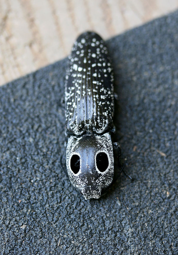 Eastern Eyed Click Beetle (Alaus oculatus) Resting on my front porch (surrounded by an overgrown backyard habitat) in NW Georgia (Gordon County), US.<br />
<figure class="photo"><a href="https://www.jungledragon.com/image/62077/eastern_eyed_click_beetle_alaus_oculatus.html" title="Eastern Eyed Click Beetle (Alaus oculatus)"><img src="https://s3.amazonaws.com/media.jungledragon.com/images/3231/62077_thumb.jpg?AWSAccessKeyId=05GMT0V3GWVNE7GGM1R2&Expires=1759968010&Signature=aQ4lWcIXu5Uefey%2BD17aYGjB%2Bak%3D" width="200" height="134" alt="Eastern Eyed Click Beetle (Alaus oculatus) Resting on my front porch (surrounded by an overgrown backyard habitat) in NW Georgia (Gordon County), US.<br />
https://www.jungledragon.com/image/62079/eastern_eyed_click_beetle_alaus_oculatus.html<br />
https://www.jungledragon.com/image/62080/eastern_eyed_click_beetle_alaus_oculatus.html Alaus oculatus,Eastern Eyed Click Beetle,Geotagged,Summer,United States" /></a></figure><br />
<figure class="photo"><a href="https://www.jungledragon.com/image/62080/eastern_eyed_click_beetle_alaus_oculatus.html" title="Eastern Eyed Click Beetle (Alaus oculatus)"><img src="https://s3.amazonaws.com/media.jungledragon.com/images/3231/62080_thumb.jpg?AWSAccessKeyId=05GMT0V3GWVNE7GGM1R2&Expires=1759968010&Signature=JJjTTt5Eak61086YcpTyxPDUAiU%3D" width="102" height="152" alt="Eastern Eyed Click Beetle (Alaus oculatus) Resting on my front porch (surrounded by an overgrown backyard habitat) in NW Georgia (Gordon County), US.<br />
https://www.jungledragon.com/image/62077/eastern_eyed_click_beetle_alaus_oculatus.html<br />
https://www.jungledragon.com/image/62079/eastern_eyed_click_beetle_alaus_oculatus.html<br />
 Alaus oculatus,Eastern Eyed Click Beetle,Geotagged,Summer,United States" /></a></figure> Alaus oculatus,Eastern Eyed Click Beetle,Geotagged,Summer,United States