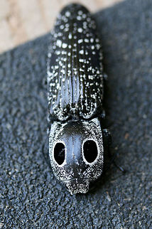Eastern Eyed Click Beetle (Alaus oculatus) Resting on my front porch (surrounded by an overgrown backyard habitat) in NW Georgia (Gordon County), US.
https://www.jungledragon.com/image/62077/eastern_eyed_click_beetle_alaus_oculatus.html
https://www.jungledragon.com/image/62079/eastern_eyed_click_beetle_alaus_oculatus.html
 Alaus oculatus,Eastern Eyed Click Beetle,Geotagged,Summer,United States