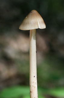 Undescribed Species (Amanita section Vaginatae) Found growing below red oaks and pines in a dense mixed hardwood/coniferous forest in NW Georgia (Gordon County), US.

This specimen is on the way to an expert in New Jersey after it garnered some interest on Mushroom Observer. It is likely in Amanita section Vaginatae. The differing color zonations/rings on the pileus paired with a distinctive umbo tipped off Dr. Rod Tulloss to a possible new species. I'm glad someone else knows these things. I'm SUCH a newbie when it comes to this genus! I will keep everyone apprised of any changes/updates!

https://mushroomobserver.org/320883

https://www.jungledragon.com/image/62084/undescribed_species_amanita_section_vaginatae.html Amanita,Amanita bisporigera,Amanita vaginata,Amanita vaginatae,Eastern North American destroying angel,Geotagged,Spring,United States,amanita sect vaginatae,amanita section vaginatae,fungi,fungus,mushroom,mushrooms,undescribed,undescribed amanita
