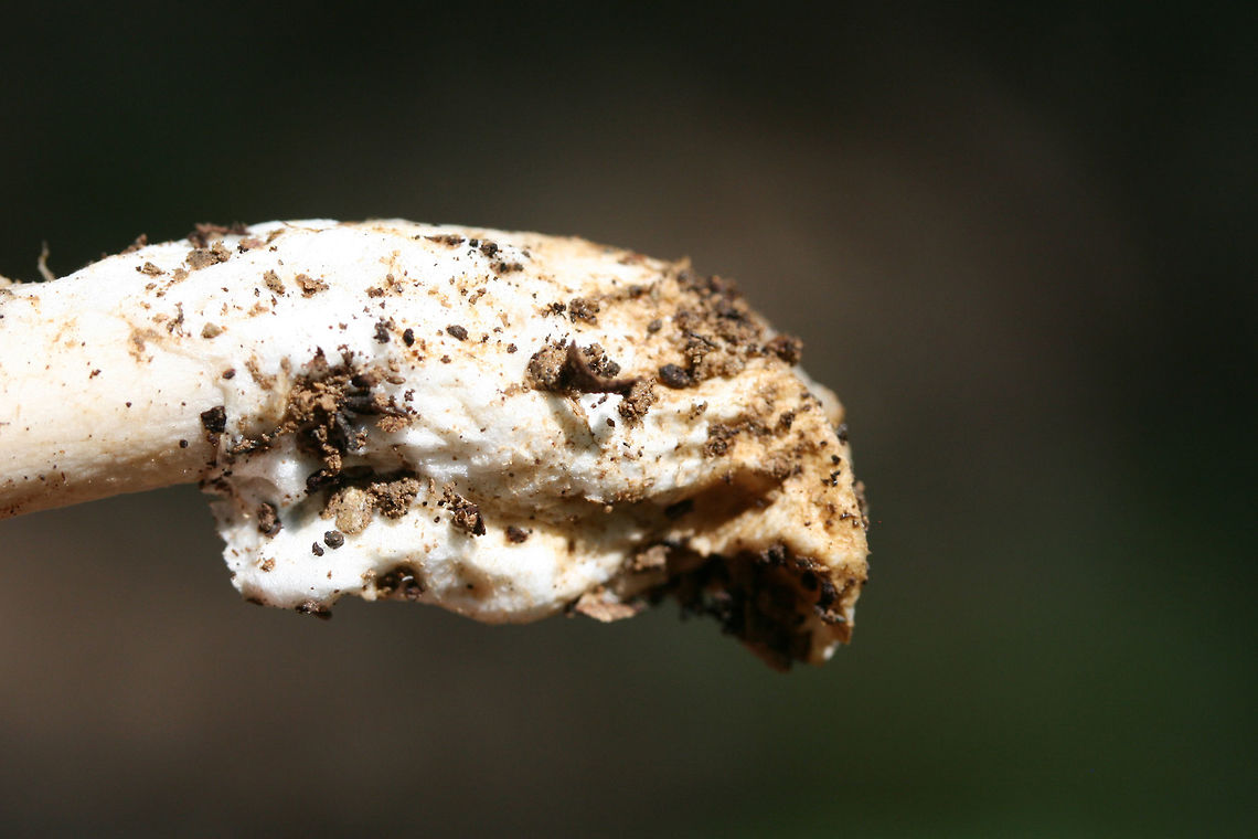 Undescribed Species (Amanita section Vaginatae) Found growing below red oaks and pines in a dense mixed hardwood/coniferous forest in NW Georgia (Gordon County), US.<br />
<br />
This specimen is on the way to an expert in New Jersey after it garnered some interest on Mushroom Observer. It is likely in Amanita section Vaginatae. The differing color zonations/rings on the pileus paired with a distinctive umbo tipped off Dr. Rod Tulloss to a possible new species. I'm glad someone else knows these things. I'm SUCH a newbie when it comes to this genus! I will keep everyone apprised of any changes/updates!<br />
<br />
<a href="https://mushroomobserver.org/320883" rel="nofollow">https://mushroomobserver.org/320883</a><br />
<figure class="photo"><a href="https://www.jungledragon.com/image/62082/undescribed_species_amanita_section_vaginatae.html" title="Undescribed Species (Amanita section Vaginatae)"><img src="https://s3.amazonaws.com/media.jungledragon.com/images/3231/62082_thumb.jpg?AWSAccessKeyId=05GMT0V3GWVNE7GGM1R2&Expires=1769040010&Signature=HHISrRJGfKOQMQGBX8ZTUeH%2F8J0%3D" width="102" height="152" alt="Undescribed Species (Amanita section Vaginatae) Found growing below red oaks and pines in a dense mixed hardwood/coniferous forest in NW Georgia (Gordon County), US.<br />
<br />
This specimen is on the way to an expert in New Jersey after it garnered some interest on Mushroom Observer. It is likely in Amanita section Vaginatae. The differing color zonations/rings on the pileus paired with a distinctive umbo tipped off Dr. Rod Tulloss to a possible new species. I'm glad someone else knows these things. I'm SUCH a newbie when it comes to this genus! I will keep everyone apprised of any changes/updates!<br />
<br />
https://mushroomobserver.org/320883<br />
<br />
https://www.jungledragon.com/image/62084/undescribed_species_amanita_section_vaginatae.html Amanita,Amanita bisporigera,Amanita vaginata,Amanita vaginatae,Eastern North American destroying angel,Geotagged,Spring,United States,amanita sect vaginatae,amanita section vaginatae,fungi,fungus,mushroom,mushrooms,undescribed,undescribed amanita" /></a></figure> Amanita,Geotagged,Spring,United States,amanita sect vaginatae,amanita section vaginatae,fungi,fungus,mushroom,mushrooms,undescribed,undescribed amanita