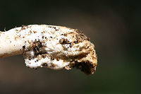 Undescribed Species (Amanita section Vaginatae) Found growing below red oaks and pines in a dense mixed hardwood/coniferous forest in NW Georgia (Gordon County), US.<br />
<br />
This specimen is on the way to an expert in New Jersey after it garnered some interest on Mushroom Observer. It is likely in Amanita section Vaginatae. The differing color zonations/rings on the pileus paired with a distinctive umbo tipped off Dr. Rod Tulloss to a possible new species. I'm glad someone else knows these things. I'm SUCH a newbie when it comes to this genus! I will keep everyone apprised of any changes/updates!<br />
<br />
https://mushroomobserver.org/320883<br />
https://www.jungledragon.com/image/62082/undescribed_species_amanita_section_vaginatae.html Amanita,Geotagged,Spring,United States,amanita sect vaginatae,amanita section vaginatae,fungi,fungus,mushroom,mushrooms,undescribed,undescribed amanita