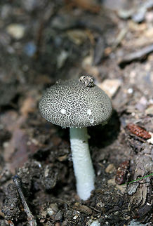 Undescribed Species (Amanita sp.) Growing under a large oak (near hickories) in a dense mixed hardwood/coniferous forest in NW Georgia (Gordon County), US.

There was a huge debate on Mushroom Observer over whether this was a species of Lepiota or Amanita, but it seems that it may be an undescribed species of Amanita. The flat (non-conical) warts, the lack of gray volval material on the stem, and the lack of a rooting stipe  rule out Amanita onusta. 

Unfortunately (and I'm kicking myself for this), I didn't collect any specimens that day. Wish me luck in finding another one of these soon! See the debate here:
https://mushroomobserver.org/319057

https://www.jungledragon.com/image/62086/undescribed_species_amanita_sp.html
https://www.jungledragon.com/image/62087/undescribed_species_amanita_sp.html Geotagged,Spring,United States