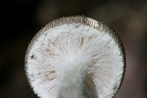 Undescribed Species (Amanita sp.) Growing under a large oak (near hickories) in a dense mixed hardwood/coniferous forest in NW Georgia (Gordon County), US.
There was a huge debate on Mushroom Observer over whether this was a species of Lepiota or Amanita, but it seems that it may be an undescribed species of Amanita. The flat (non-conical) warts, the lack of gray volval material on the stem, and the lack of a rooting stipe  rule out Amanita onusta. 
Unfortunately (and I'm kicking myself for this), I didn't collect any specimens that day. Wish me luck in finding another one of these soon! See the debate here:
https://www.jungledragon.com/image/62085/undescribed_species_amanita_sp.html
https://www.jungledragon.com/image/62087/undescribed_species_amanita_sp.html Geotagged,Spring,United States