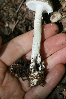 Undescribed Species (Amanita sp.) Growing under a large oak (near hickories) in a dense mixed hardwood/coniferous forest in NW Georgia (Gordon County), US.

There was a huge debate on Mushroom Observer over whether this was a species of Lepiota or Amanita, but it seems that it may be an undescribed species of Amanita. The flat (non-conical) warts, the lack of gray volval material on the stem, and the lack of a rooting stipe  rule out Amanita onusta. 

Unfortunately (and I'm kicking myself for this), I didn't collect any specimens that day. Wish me luck in finding another one of these soon! See the debate here:

https://mushroomobserver.org/319057

https://www.jungledragon.com/image/62085/undescribed_species_amanita_sp.html
https://www.jungledragon.com/image/62086/undescribed_species_amanita_sp.html Geotagged,Spring,United States