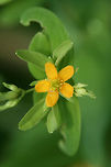 Dwarf St. John's Wort (Hypericum mutilum) NATIVE. Growing in a sunny location in an overgrown backyard habitat/meadow in NW Georgia (Gordon County), US.<br />
https://www.jungledragon.com/image/62122/dwarf_st._johns_wort_hypericum_mutilum.html<br />
https://www.jungledragon.com/image/62123/dwarf_st._johns_wort_hypericum_mutilum.html<br />
https://www.jungledragon.com/image/62129/dwarf_st._johns_wort_hypericum_mutilum.html<br />
https://www.jungledragon.com/image/62130/dwarf_st._johns_wort_hypericum_mutilum.html<br />
<br />
I'll be going back for some better shots soon! Geotagged,Hypericum mutilum,Summer,United States