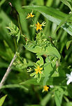 Dwarf St. John's Wort (Hypericum mutilum) NATIVE. Growing in a sunny location in an overgrown backyard habitat/meadow in NW Georgia (Gordon County), US.<br />
https://www.jungledragon.com/image/62120/dwarf_st._johns_wort_hypericum_mutilum.html<br />
https://www.jungledragon.com/image/62123/dwarf_st._johns_wort_hypericum_mutilum.html<br />
https://www.jungledragon.com/image/62130/dwarf_st._johns_wort_hypericum_mutilum.html<br />
https://www.jungledragon.com/image/62129/dwarf_st._johns_wort_hypericum_mutilum.html Geotagged,Hypericum mutilum,Summer,United States