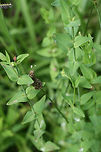 Dwarf St. John's Wort (Hypericum mutilum) NATIVE. Growing in a sunny location in an overgrown backyard habitat/meadow in NW Georgia (Gordon County), US.<br />
https://www.jungledragon.com/image/62120/dwarf_st._johns_wort_hypericum_mutilum.html<br />
https://www.jungledragon.com/image/62122/dwarf_st._johns_wort_hypericum_mutilum.html<br />
https://www.jungledragon.com/image/62129/dwarf_st._johns_wort_hypericum_mutilum.html<br />
https://www.jungledragon.com/image/62130/dwarf_st._johns_wort_hypericum_mutilum.html<br />
 Geotagged,Hypericum mutilum,Summer,United States