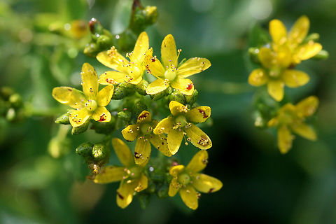 Spotted St. John's-wort (Hypericum punctatum) NATIVE. Growing near a drainage ditch in an overgrown backyard habitat/field in NW Georgia (Gordon County), US.

Petals and sepals covered in dots as well (not fully pictured).
https://www.jungledragon.com/image/62127/spotted_st._johns-wort_hypericum_punctatum.html
https://www.jungledragon.com/image/62128/spotted_st._johns-wort_hypericum_punctatum.html Geotagged,Hypericum punctatum,Spotted St. John's-wort,Summer,United States
