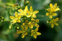 Spotted St. John's-wort (Hypericum punctatum) NATIVE. Growing near a drainage ditch in an overgrown backyard habitat/field in NW Georgia (Gordon County), US.<br />
<br />
Petals and sepals covered in dots as well (not fully pictured).<br />
https://www.jungledragon.com/image/62127/spotted_st._johns-wort_hypericum_punctatum.html<br />
https://www.jungledragon.com/image/62128/spotted_st._johns-wort_hypericum_punctatum.html Geotagged,Hypericum punctatum,Spotted St. John's-wort,Summer,United States