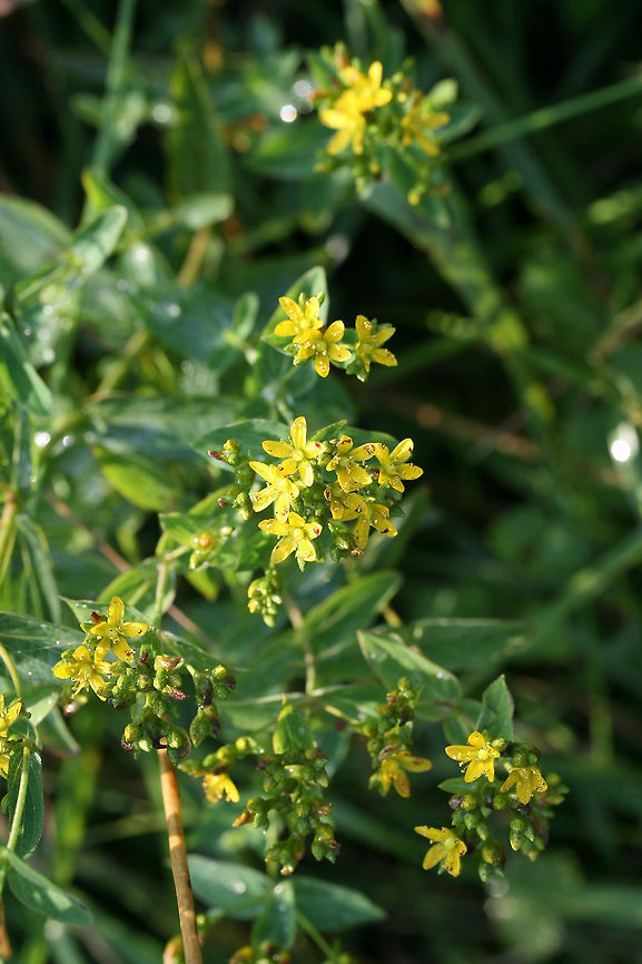 Spotted St. John's-wort (Hypericum punctatum) NATIVE. Growing near a drainage ditch in an overgrown backyard habitat/field in NW Georgia (Gordon County), US.<br />
<br />
Petals and sepals covered in dots as well (not fully pictured).<br />
<figure class="photo"><a href="https://www.jungledragon.com/image/62126/spotted_st._johns-wort_hypericum_punctatum.html" title="Spotted St. John&#039;s-wort (Hypericum punctatum)"><img src="https://s3.amazonaws.com/media.jungledragon.com/images/3231/62126_thumb.jpg?AWSAccessKeyId=05GMT0V3GWVNE7GGM1R2&Expires=1759968010&Signature=NiFDY05PvZ%2By2SmQEE204hin0ms%3D" width="200" height="134" alt="Spotted St. John&#039;s-wort (Hypericum punctatum) NATIVE. Growing near a drainage ditch in an overgrown backyard habitat/field in NW Georgia (Gordon County), US.<br />
<br />
Petals and sepals covered in dots as well (not fully pictured).<br />
https://www.jungledragon.com/image/62127/spotted_st._johns-wort_hypericum_punctatum.html<br />
https://www.jungledragon.com/image/62128/spotted_st._johns-wort_hypericum_punctatum.html Geotagged,Hypericum punctatum,Spotted St. John&#039;s-wort,Summer,United States" /></a></figure><br />
<figure class="photo"><a href="https://www.jungledragon.com/image/62128/spotted_st._johns-wort_hypericum_punctatum.html" title="Spotted St. John&#039;s-wort (Hypericum punctatum)"><img src="https://s3.amazonaws.com/media.jungledragon.com/images/3231/62128_thumb.jpg?AWSAccessKeyId=05GMT0V3GWVNE7GGM1R2&Expires=1759968010&Signature=FlkW3OrRsVAcPyJhFFxY02kn0EU%3D" width="200" height="134" alt="Spotted St. John&#039;s-wort (Hypericum punctatum) Growing near a drainage ditch in an overgrown backyard habitat/field in NW Georgia (Gordon County), US.<br />
<br />
Petals and sepals covered in dots as well (not fully pictured).<br />
https://www.jungledragon.com/image/62126/spotted_st._johns-wort_hypericum_punctatum.html<br />
https://www.jungledragon.com/image/62127/spotted_st._johns-wort_hypericum_punctatum.html Geotagged,Hypericum punctatum,Spotted St. John&#039;s-wort,Summer,United States" /></a></figure> Geotagged,Hypericum punctatum,Spotted St. John's-wort,Summer,United States