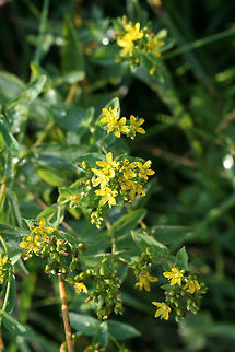 Spotted St. John's-wort (Hypericum punctatum) NATIVE. Growing near a drainage ditch in an overgrown backyard habitat/field in NW Georgia (Gordon County), US.

Petals and sepals covered in dots as well (not fully pictured).
https://www.jungledragon.com/image/62126/spotted_st._johns-wort_hypericum_punctatum.html
https://www.jungledragon.com/image/62128/spotted_st._johns-wort_hypericum_punctatum.html Geotagged,Hypericum punctatum,Spotted St. John's-wort,Summer,United States
