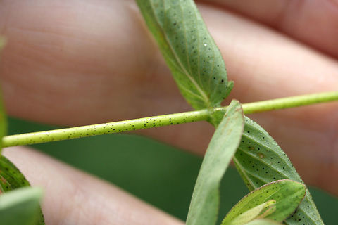 Spotted St. John's-wort