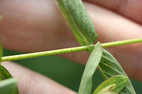 Spotted St. John's-wort (Hypericum punctatum) Growing near a drainage ditch in an overgrown backyard habitat/field in NW Georgia (Gordon County), US.<br />
<br />
Petals and sepals covered in dots as well (not fully pictured).<br />
https://www.jungledragon.com/image/62126/spotted_st._johns-wort_hypericum_punctatum.html<br />
https://www.jungledragon.com/image/62127/spotted_st._johns-wort_hypericum_punctatum.html Geotagged,Hypericum punctatum,Spotted St. John's-wort,Summer,United States