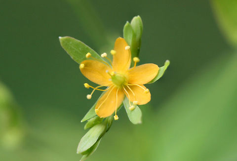 Dwarf St. John's-wort