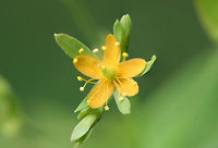 Dwarf St. John's Wort (Hypericum mutilum) NATIVE. Growing in a sunny location in an overgrown backyard habitat/meadow in NW Georgia (Gordon County), US.<br />
https://www.jungledragon.com/image/62130/dwarf_st._johns_wort_hypericum_mutilum.html<br />
https://www.jungledragon.com/image/62120/dwarf_st._johns_wort_hypericum_mutilum.html<br />
https://www.jungledragon.com/image/62122/dwarf_st._johns_wort_hypericum_mutilum.html<br />
https://www.jungledragon.com/image/62123/dwarf_st._johns_wort_hypericum_mutilum.html Dwarf St. John's-wort,Geotagged,Hypericum mutilum,Summer,United States