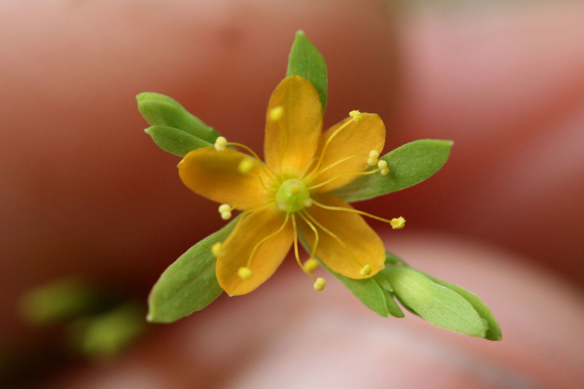Dwarf St. John's Wort (Hypericum mutilum)  NATIVE. Growing in a sunny location in an overgrown backyard habitat/meadow in NW Georgia (Gordon County), US.<br />
<figure class="photo"><a href="https://www.jungledragon.com/image/62120/dwarf_st._johns_wort_hypericum_mutilum.html" title="Dwarf St. John's Wort (Hypericum mutilum)"><img src="https://s3.amazonaws.com/media.jungledragon.com/images/3231/62120_thumb.jpg?AWSAccessKeyId=05GMT0V3GWVNE7GGM1R2&Expires=1769040010&Signature=aRNvfAmoO14LDElmlhZMXLXX4rU%3D" width="102" height="152" alt="Dwarf St. John's Wort (Hypericum mutilum) NATIVE. Growing in a sunny location in an overgrown backyard habitat/meadow in NW Georgia (Gordon County), US.<br />
https://www.jungledragon.com/image/62122/dwarf_st._johns_wort_hypericum_mutilum.html<br />
https://www.jungledragon.com/image/62123/dwarf_st._johns_wort_hypericum_mutilum.html<br />
https://www.jungledragon.com/image/62129/dwarf_st._johns_wort_hypericum_mutilum.html<br />
https://www.jungledragon.com/image/62130/dwarf_st._johns_wort_hypericum_mutilum.html<br />
<br />
I'll be going back for some better shots soon! Geotagged,Hypericum mutilum,Summer,United States" /></a></figure><br />
<figure class="photo"><a href="https://www.jungledragon.com/image/62122/dwarf_st._johns_wort_hypericum_mutilum.html" title="Dwarf St. John's Wort (Hypericum mutilum)"><img src="https://s3.amazonaws.com/media.jungledragon.com/images/3231/62122_thumb.jpg?AWSAccessKeyId=05GMT0V3GWVNE7GGM1R2&Expires=1769040010&Signature=pHioU8SHDhDtrnA7ZjeoIcsA5mQ%3D" width="104" height="152" alt="Dwarf St. John's Wort (Hypericum mutilum) NATIVE. Growing in a sunny location in an overgrown backyard habitat/meadow in NW Georgia (Gordon County), US.<br />
https://www.jungledragon.com/image/62120/dwarf_st._johns_wort_hypericum_mutilum.html<br />
https://www.jungledragon.com/image/62123/dwarf_st._johns_wort_hypericum_mutilum.html<br />
https://www.jungledragon.com/image/62130/dwarf_st._johns_wort_hypericum_mutilum.html<br />
https://www.jungledragon.com/image/62129/dwarf_st._johns_wort_hypericum_mutilum.html Geotagged,Hypericum mutilum,Summer,United States" /></a></figure><br />
<figure class="photo"><a href="https://www.jungledragon.com/image/62123/dwarf_st._johns_wort_hypericum_mutilum.html" title="Dwarf St. John's Wort (Hypericum mutilum)"><img src="https://s3.amazonaws.com/media.jungledragon.com/images/3231/62123_thumb.jpg?AWSAccessKeyId=05GMT0V3GWVNE7GGM1R2&Expires=1769040010&Signature=buTikX1OcXDuplm6WUkqYn4QNds%3D" width="102" height="152" alt="Dwarf St. John's Wort (Hypericum mutilum) NATIVE. Growing in a sunny location in an overgrown backyard habitat/meadow in NW Georgia (Gordon County), US.<br />
https://www.jungledragon.com/image/62120/dwarf_st._johns_wort_hypericum_mutilum.html<br />
https://www.jungledragon.com/image/62122/dwarf_st._johns_wort_hypericum_mutilum.html<br />
https://www.jungledragon.com/image/62129/dwarf_st._johns_wort_hypericum_mutilum.html<br />
https://www.jungledragon.com/image/62130/dwarf_st._johns_wort_hypericum_mutilum.html<br />
 Geotagged,Hypericum mutilum,Summer,United States" /></a></figure><br />
<figure class="photo"><a href="https://www.jungledragon.com/image/62129/dwarf_st._johns_wort_hypericum_mutilum.html" title="Dwarf St. John's Wort (Hypericum mutilum)"><img src="https://s3.amazonaws.com/media.jungledragon.com/images/3231/62129_thumb.jpg?AWSAccessKeyId=05GMT0V3GWVNE7GGM1R2&Expires=1769040010&Signature=jZ5DdHc%2FNhSBSRbiM%2B7MehhTrqk%3D" width="200" height="136" alt="Dwarf St. John's Wort (Hypericum mutilum)  NATIVE. Growing in a sunny location in an overgrown backyard habitat/meadow in NW Georgia (Gordon County), US.<br />
https://www.jungledragon.com/image/62130/dwarf_st._johns_wort_hypericum_mutilum.html<br />
https://www.jungledragon.com/image/62120/dwarf_st._johns_wort_hypericum_mutilum.html<br />
https://www.jungledragon.com/image/62122/dwarf_st._johns_wort_hypericum_mutilum.html<br />
https://www.jungledragon.com/image/62123/dwarf_st._johns_wort_hypericum_mutilum.html Dwarf St. John's-wort,Geotagged,Hypericum mutilum,Summer,United States" /></a></figure><br />
<figure class="photo"><a href="https://www.jungledragon.com/image/62130/dwarf_st._johns_wort_hypericum_mutilum.html" title="Dwarf St. John's Wort (Hypericum mutilum)"><img src="https://s3.amazonaws.com/media.jungledragon.com/images/3231/62130_thumb.jpg?AWSAccessKeyId=05GMT0V3GWVNE7GGM1R2&Expires=1769040010&Signature=d97zhBU0ONpapdxlKJOe0UT95FQ%3D" width="200" height="134" alt="Dwarf St. John's Wort (Hypericum mutilum)  NATIVE. Growing in a sunny location in an overgrown backyard habitat/meadow in NW Georgia (Gordon County), US.<br />
https://www.jungledragon.com/image/62120/dwarf_st._johns_wort_hypericum_mutilum.html<br />
https://www.jungledragon.com/image/62122/dwarf_st._johns_wort_hypericum_mutilum.html<br />
https://www.jungledragon.com/image/62123/dwarf_st._johns_wort_hypericum_mutilum.html<br />
https://www.jungledragon.com/image/62129/dwarf_st._johns_wort_hypericum_mutilum.html<br />
https://www.jungledragon.com/image/62130/dwarf_st._johns_wort_hypericum_mutilum.html Dwarf St. John's-wort,Geotagged,Hypericum mutilum,Summer,United States" /></a></figure> Dwarf St. John's-wort,Geotagged,Hypericum mutilum,Summer,United States