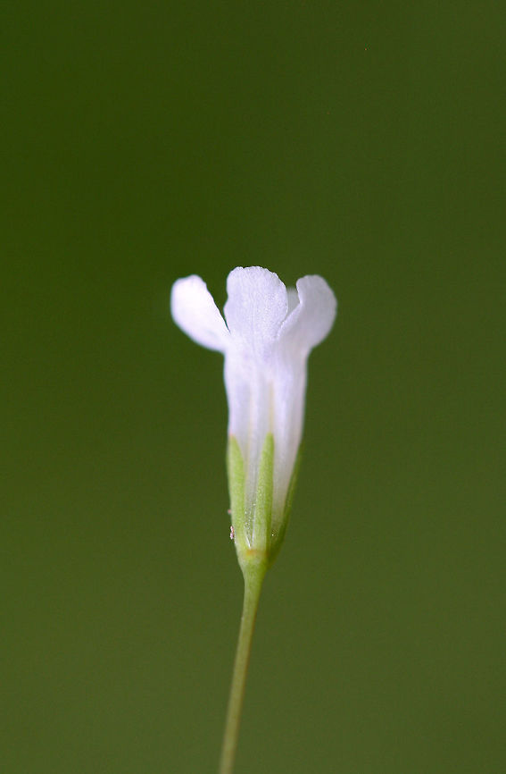 Yellowseed False Pimpernel (Lindernia dubia) Creeping plant growing in a flooded area of an overgrown backyard habitat/field in NW Georgia (Gordon County), US. June 27, 2018.<br />
<figure class="photo"><a href="https://www.jungledragon.com/image/62136/yellowseed_false_pimpernel_lindernia_dubia.html" title="Yellowseed False Pimpernel (Lindernia dubia)"><img src="https://s3.amazonaws.com/media.jungledragon.com/images/3231/62136_thumb.jpg?AWSAccessKeyId=05GMT0V3GWVNE7GGM1R2&Expires=1759968010&Signature=%2B%2FiocG41DCRcpPLSNo2vMImK4Xw%3D" width="106" height="152" alt="Yellowseed False Pimpernel (Lindernia dubia) Creeping plant growing in a flooded area of an overgrown backyard habitat/field in NW Georgia (Gordon County), US. June 27, 2018.<br />
https://www.jungledragon.com/image/62135/yellowseed_false_pimpernel_lindernia_dubia.html<br />
https://www.jungledragon.com/image/62137/yellowseed_false_pimpernel_lindernia_dubia.html Geotagged,Lindernia dubia,Summer,United States,Yellowseed false pimpernel" /></a></figure><br />
<figure class="photo"><a href="https://www.jungledragon.com/image/62137/yellowseed_false_pimpernel_lindernia_dubia.html" title="Yellowseed False Pimpernel (Lindernia dubia)"><img src="https://s3.amazonaws.com/media.jungledragon.com/images/3231/62137_thumb.jpg?AWSAccessKeyId=05GMT0V3GWVNE7GGM1R2&Expires=1759968010&Signature=IIQ4wEetswPlR8uL%2BsSLUk2LHvk%3D" width="200" height="134" alt="Yellowseed False Pimpernel (Lindernia dubia) Creeping plant growing in a flooded area of an overgrown backyard habitat/field in NW Georgia (Gordon County), US. June 27, 2018.<br />
https://www.jungledragon.com/image/62135/yellowseed_false_pimpernel_lindernia_dubia.html<br />
https://www.jungledragon.com/image/62136/yellowseed_false_pimpernel_lindernia_dubia.html Geotagged,Lindernia dubia,Summer,United States,Yellowseed false pimpernel" /></a></figure> Geotagged,Lindernia dubia,Summer,United States,Yellowseed false pimpernel